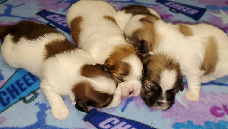 Four Maltese x Shih-Tzu mix puppies Mal-Shi asleep on blue blanket.