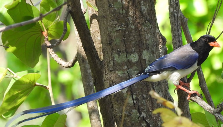 bird in the forest in Dailehk district