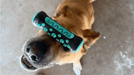 Dog learning impulse control and obedience at Barkbnb Sacramento