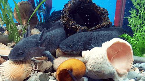 Vários axolotes juntos na água.