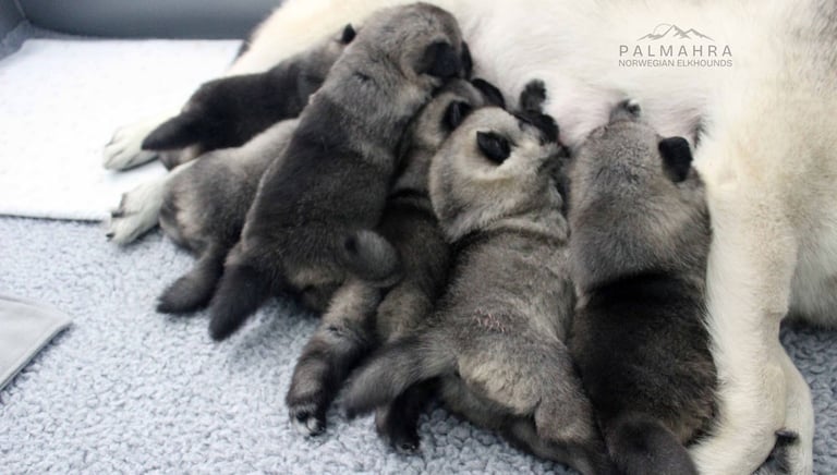 Litter of Norwegian Elkhound puppies