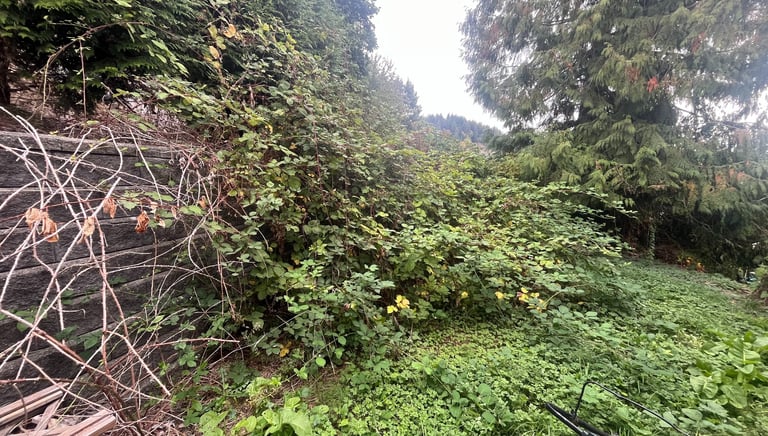 Blackberry bushes overtaking a back yard retaining wall