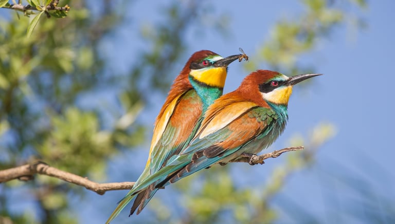 two bee-eaters sitting on a tree branch