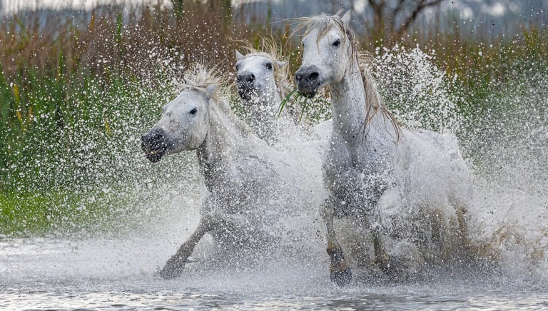 three horses running through the water 