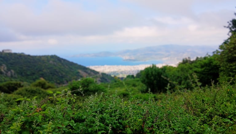 Pelion herbal journey with medical herbalist Emmanouil Manos at guided herbal walk with Volos at the