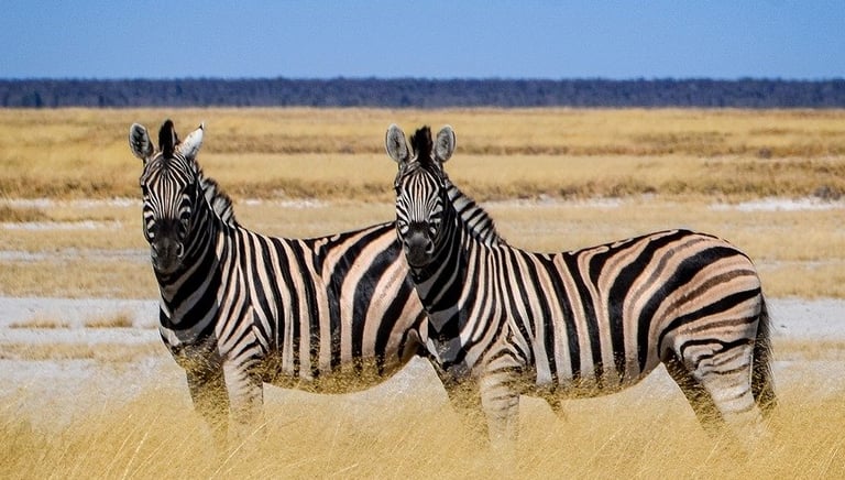 elopement on a safari in Africa