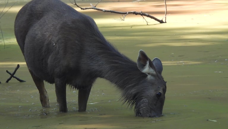 sambar deer in Bardiya