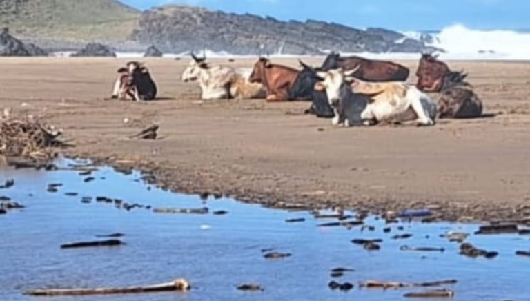 Cattle catching a tan on the beach