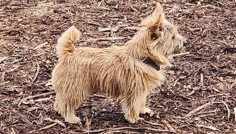 small dog at Little Britain Pet Resort