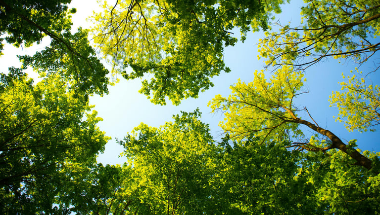 vue d'une forêt avec beaucoup d'arbres