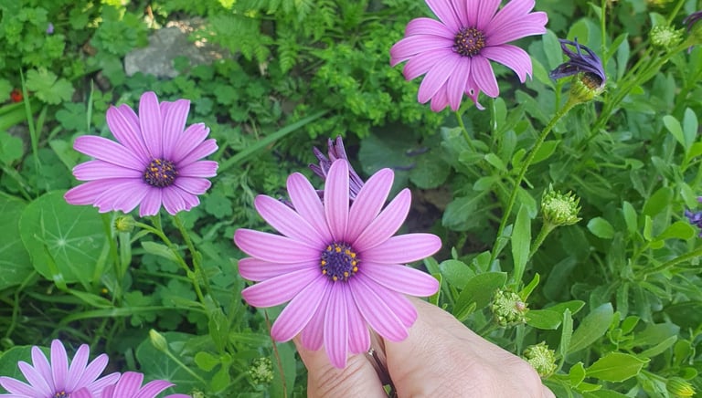 a person's hand holding a flower in a field