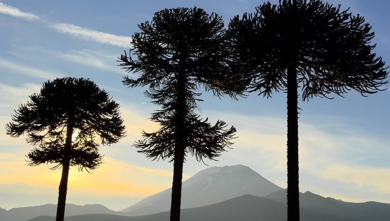 Araucarias milenarias y naturaleza nativa en ruta de turismo cultural Pehuenche