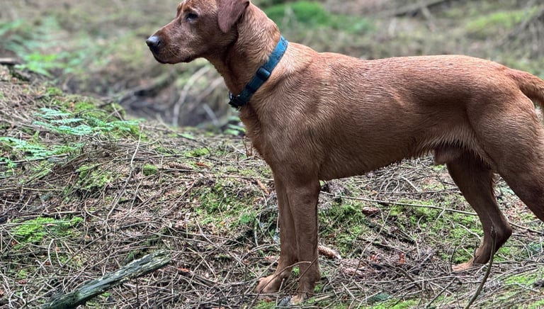 a dog with dog walkers in harrogate