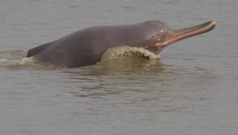 Dauphin du gange dans la rivière Mohana