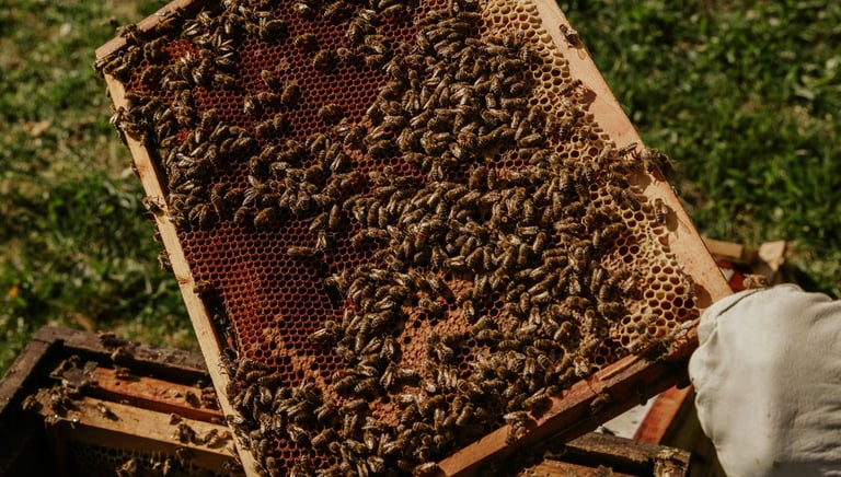 cadre de ruche avec abeilles. parraiange de ruches