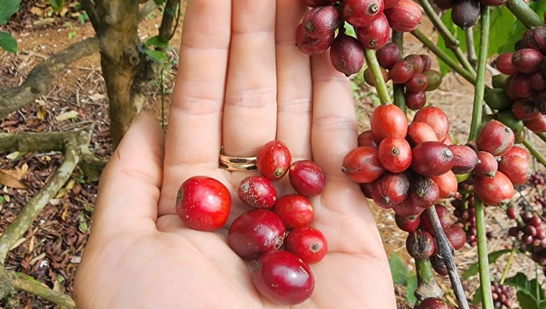 So sánh cà phê sẻ và cà phê cao sản