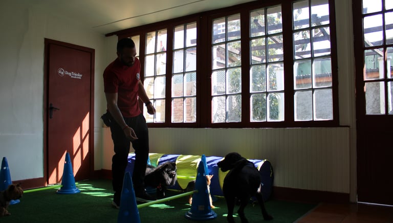 Escuela Canina ñuñoa