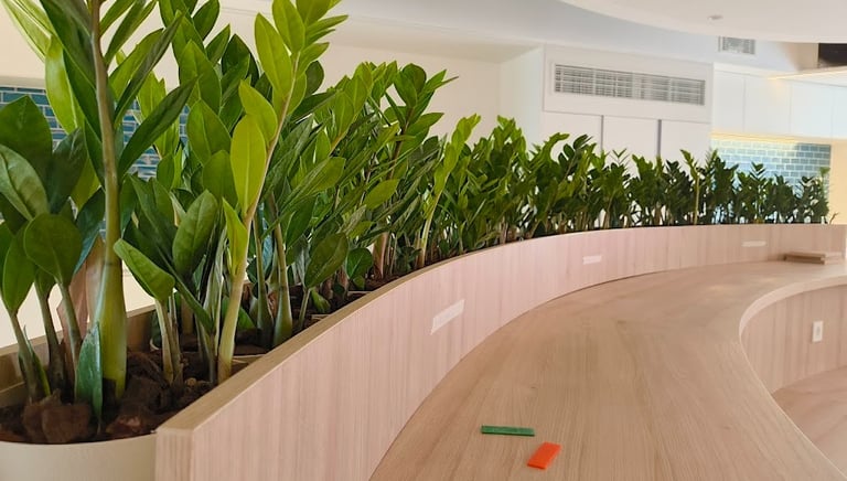 Potted ZZ plants line a modern curved wooden desk in a bright office interior.