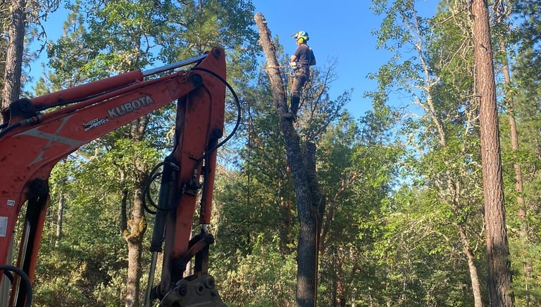 Tree Climber in tree removing top, excavator to left