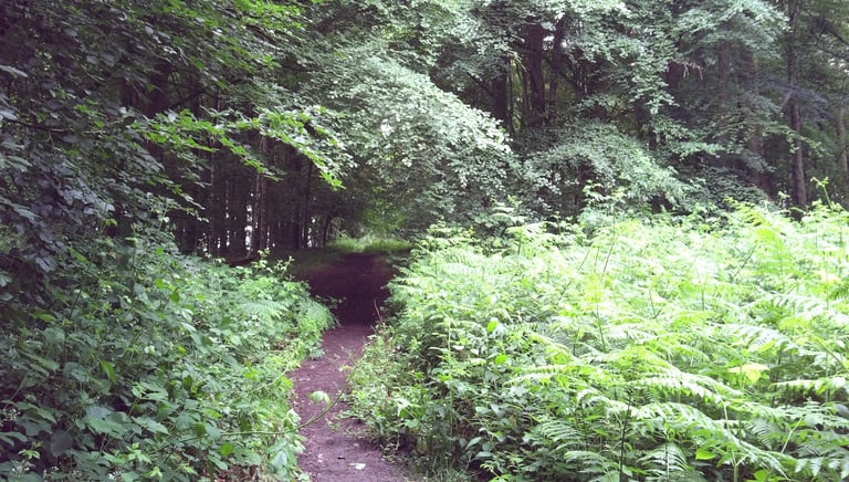 a path leading through a lush green forest