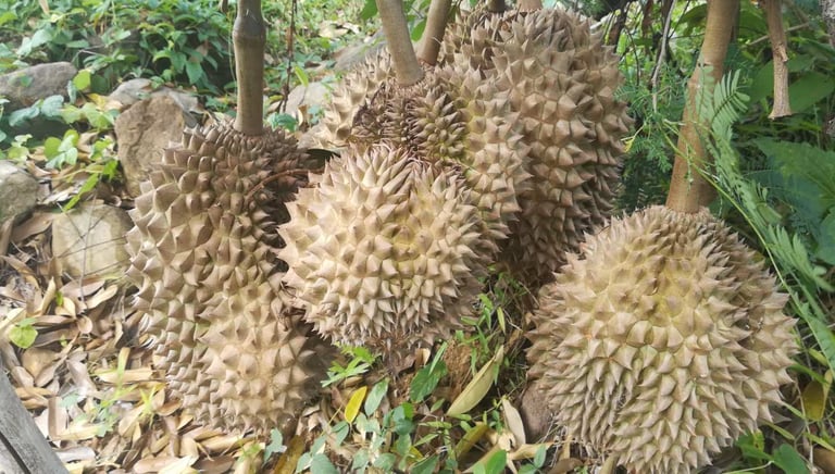 Durian