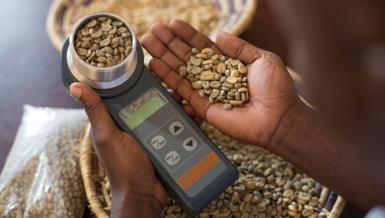 Green Coffee bean moisture test check