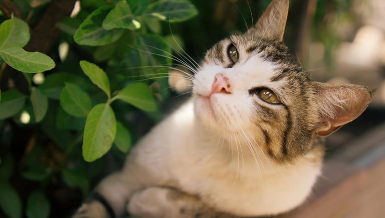 Carte Services Complémentaires – options, surveillance, arrosage, feuilles, fruits, désodorisation