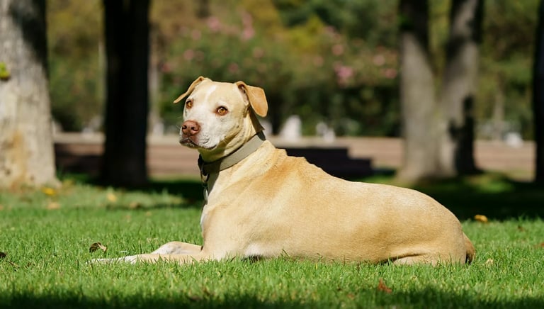 Carte service Abonnement – entretien régulier des jardins avec passage hebdomadaire