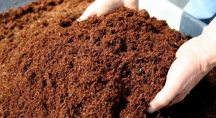 Hands holding high-quality organic cocopeat, ideal for gardening and hydroponics