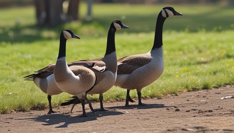 Several geese are gathered together in a fenced outdoor area. The focus is on a goose in the center with an orange beak and white and tan feathers. The enclosure is grassy with a blurred blue barrel and other items in the background.