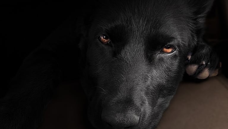 Black German Shepherd with amber eyes pet photography in Wakefield