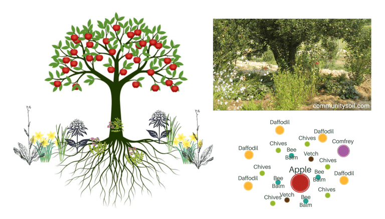 Permaculture Guilds