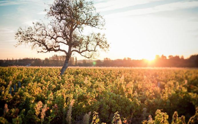 affut isa pangault arbre centenaire