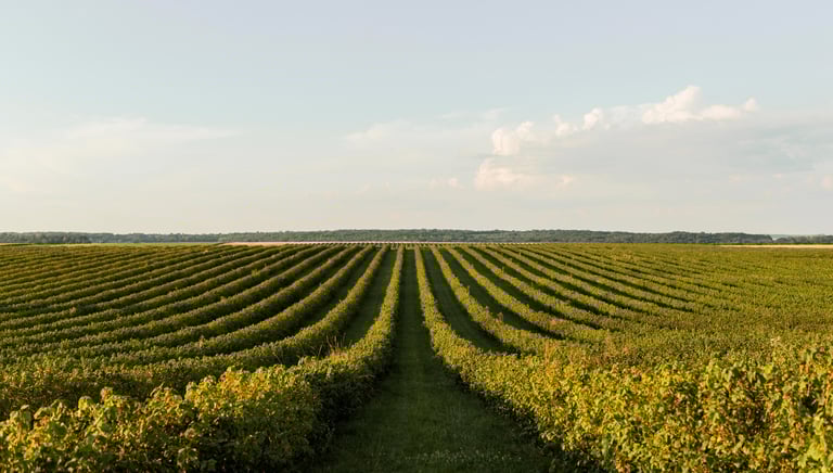 Um campo com plantação de soja em fileiras