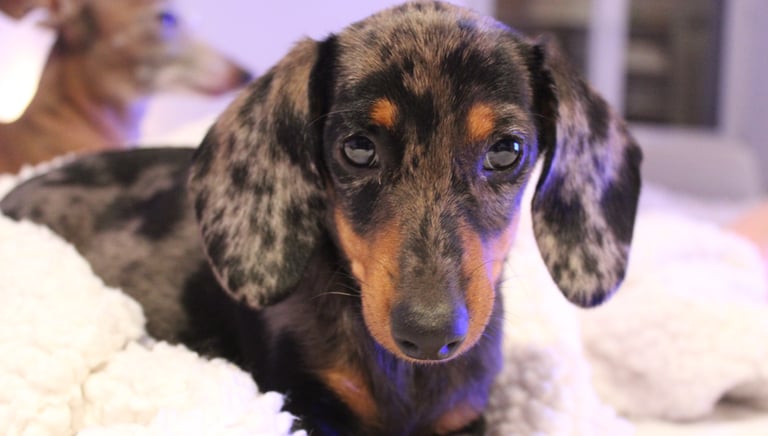 a dog is laying on a blanket on a bed