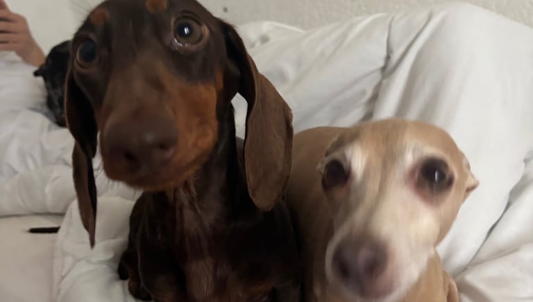 two dogs sitting on a bed with a person laying on a bed