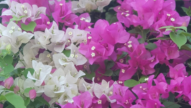 bougainvillea in Dalyan