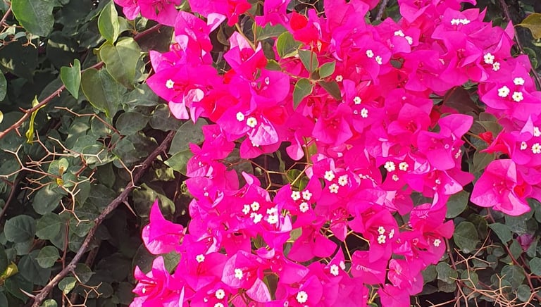 bougainvillea field in Dalyan