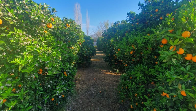 a path through a field of oranges in Dalyan