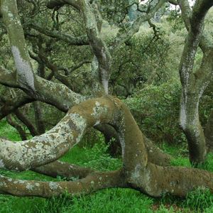 in the Oak Woodlands