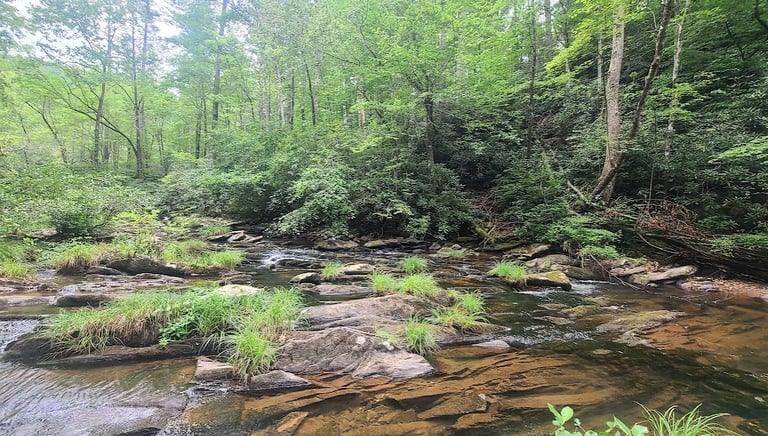 Tellico Plains Tn - Conasauga Falls is in the middle of a lush forest down a fairly steep trail