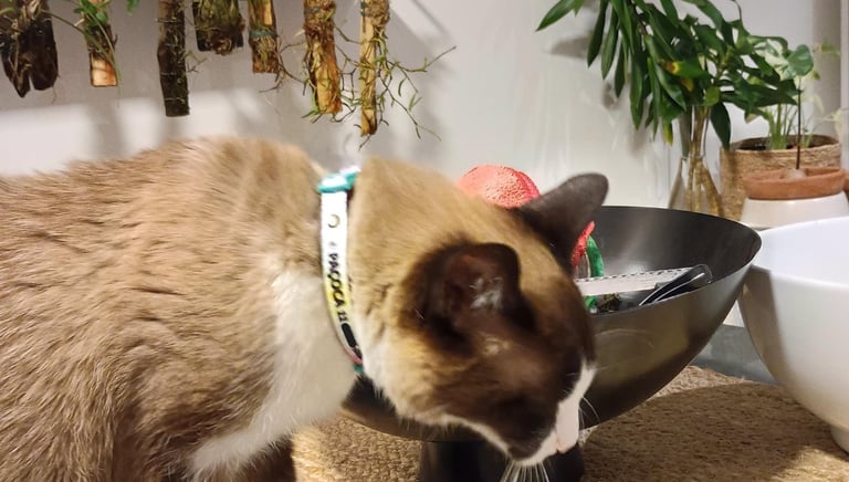 gato usando coleira