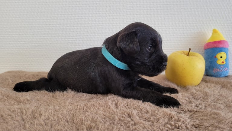 Victor Otto des Diamants Noirs d'Also