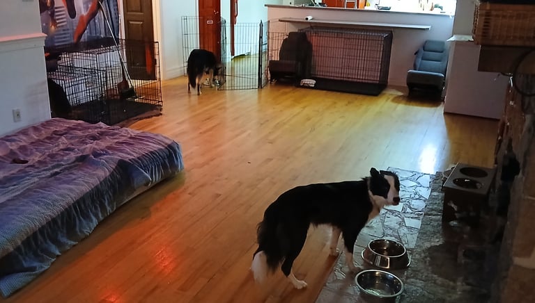 a dog standing in a room with a dog in the background