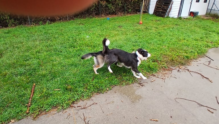 a dog is standing in the grass near a house