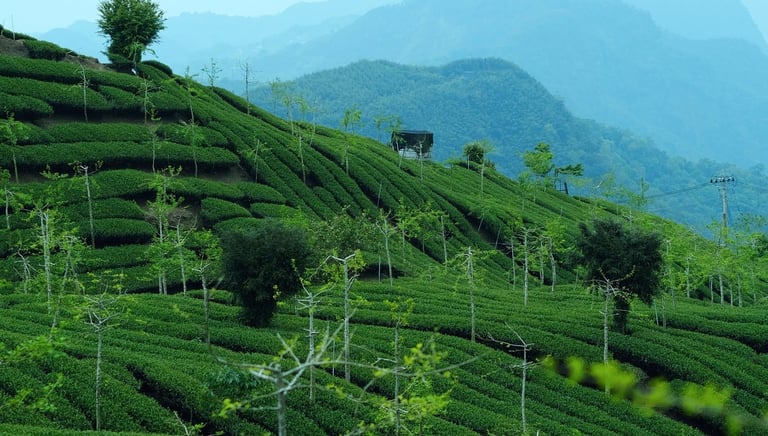 tea fields, taiwan, mountains, mountain tea