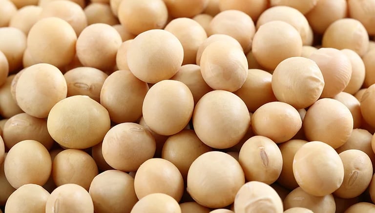 Top soybean suplire Pakistan