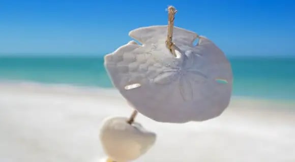 where-to-find-sand-dollars-on-anna-maria-island