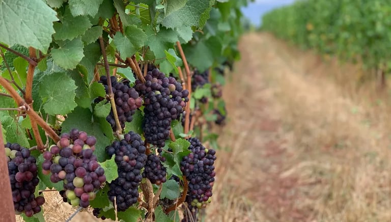 Out of Necessity Vineyard, Ribbon Ridge AVA, Newberg Oregon