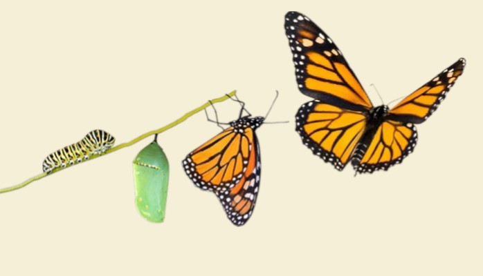 Cycle de métamorphose : de la chenille au papillon, symbole fondateur d’UP2MEL